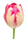 Pink striped tulip on a long stalk stem Royalty Free Stock Photo