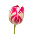 Pink striped tulip on a long stalk stem Royalty Free Stock Photo