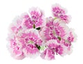 Pink stripped summer carnations flowers macro isolated