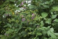 Pink Strobilanthes also known as chinese rain bell shrub in garden