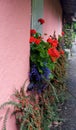 Pink wall with colorful windowbox