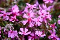 Pink styloid phlox