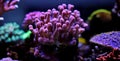 Pink stylophora sps coral in aquarium