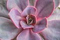 Pink succulent plant close up. Macro. Beautiful floral background