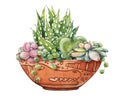 Pink succulent plant, greenery cactus, tropical plants with dew drops in a ceramic ethnic pot. Hand drawn watercolor