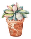 Pink succulent plant, greenery cactus, tropical plants with dew drops in a ceramic ethnic pot. Hand drawn watercolor