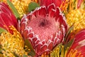 Pink sugar bush protea flower, close up