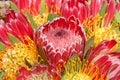 Pink sugar bush protea flower, close up with pin cushion protea