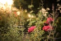 Pink Summer Crush Hydrangea and Russian Sage Bokeh Border in Cottage Garden at Sunset Royalty Free Stock Photo