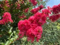 Pink Summer Flower in July