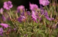 Pink summer flowers; Cranesbill Geraniums, Wargrave Pink, Geranium endressii, blooming in Shropshire, England