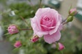 Pink summer rose with buds