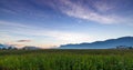 Beautiful early summer sunrise over corn field Royalty Free Stock Photo