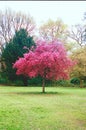 Pink Summer Tree - Portra 400 Film Royalty Free Stock Photo