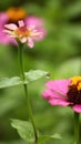 Pink sun petal flower with water droplets ona leaf among flowers. Royalty Free Stock Photo