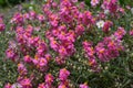 Pink Sun-rose Helianthemum vesicarium, pink flowers