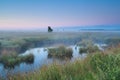 Pink sunrise over swamps in summer Royalty Free Stock Photo