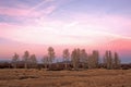 Pink Sunset Aspen Trees Royalty Free Stock Photo