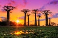 Pink sunset Baobabs