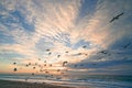 Pink sunset on the beach and silhouette of flying birds with colorful cloudy sky