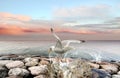 Pink sunset dramartic blue sky sea water splash bird seagull on rock stone nature landscape Royalty Free Stock Photo