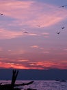 Pink sunset on Lake Michigan, Holland State Park beach Royalty Free Stock Photo