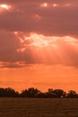 Pink sunset in open field in summer Royalty Free Stock Photo