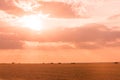 Pink sunset in open field in summer Royalty Free Stock Photo