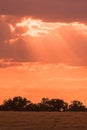 Pink sunset in open field in summer Royalty Free Stock Photo