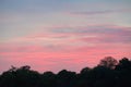 Pink sunset over dark forest in summer Royalty Free Stock Photo