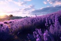 Pink sunset over lavender field Royalty Free Stock Photo