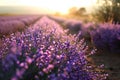 Pink sunset over lavender field Royalty Free Stock Photo