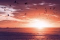 Pink sunset over the Pacific Ocean and silhouette of flying birds with beautiful cloudy sky on background. Royalty Free Stock Photo