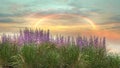 Pink sunset rainbow on cloudy blue sky on front wild lilac green flowers nature summer landscape