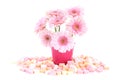 Pink sweet Gerber flowers Royalty Free Stock Photo