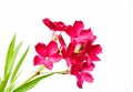 Pink sweet Nerium Oleander flower blooming Royalty Free Stock Photo