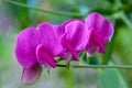 Pink Sweet Perennial Pea Blossom Trio