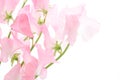 Pink sweet pea