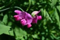 Pink Sweet Pea Flower Blossoms Blooming in a Garden Royalty Free Stock Photo