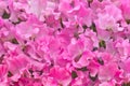 Pink sweet pea flowers