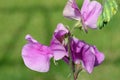 Pink sweet pea flowers in close up Royalty Free Stock Photo