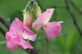 Pink sweet pea flowers in close up Royalty Free Stock Photo