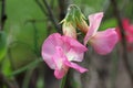Pink sweet pea flowers in close up Royalty Free Stock Photo