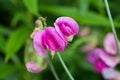 Pink sweet pea flowers Royalty Free Stock Photo