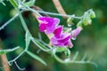 Pink sweet pea flowers Royalty Free Stock Photo