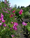 Pink Sweet Pea Flowers in the Field Royalty Free Stock Photo