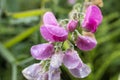 Pink sweet pea flowers  closeup selective focus Royalty Free Stock Photo