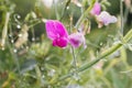 Pink sweet pea flowers  closeup selective focus Royalty Free Stock Photo