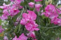 Pink sweet pea flowers Royalty Free Stock Photo