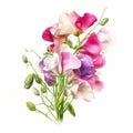 Sweet Peas Bouquet Hd Drawing On White Background Royalty Free Stock Photo